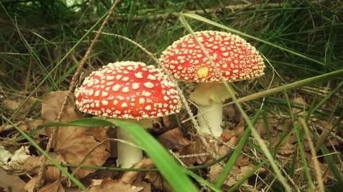 Red Toadstool with White Dots in the Woods