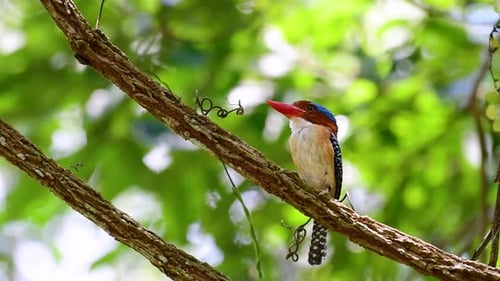 Ein Laubvogel und einer der schönsten Vögel Thailands, die in tropischen Regenwäldern zu finden sind