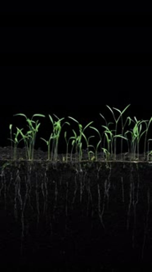 Time lapse of germinating carrots with ALPHA channel, vertical orientation