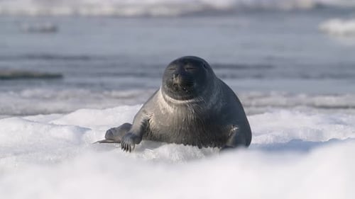 Serene Seal Resting on Floating Ice Floe in the Water Looking Around