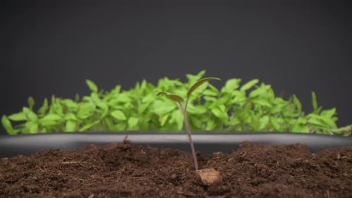 Macro studio shot of woman transplanting tomato seedlings. Woman hands, green garden. Probe lens.