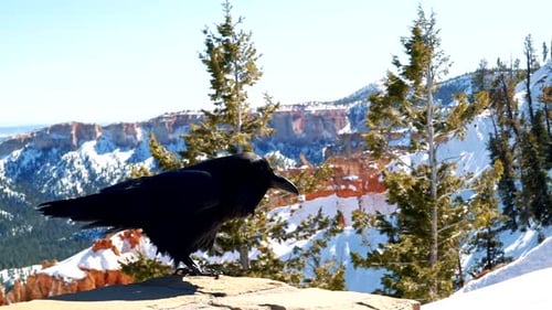 Un cuervo o cuervo de color negro intenso de pie sobre un pilar de roca en un soleado día de invierno en Bryce Canyon National