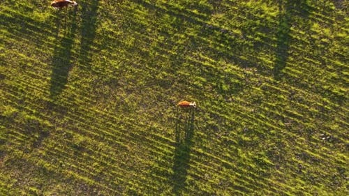 Cows grazing in green meadows at sunset. Aerial top-down ascending directly above