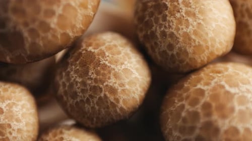 Champignons comestibles Shimeji bruns frais originaires d'Asie de l'Est Dégustation rapprochée de Buna Shimeji