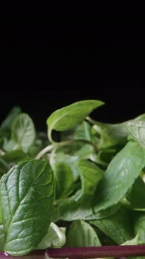 Beautiful green mint leaves in drops of water on a black background, close-up, panorama. Vertical vi