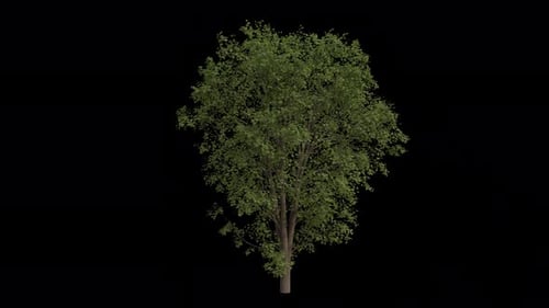 Sycamore Maple Tree blowing in the wind. Animated maple Tree. Alpha Channel. Loop Animation