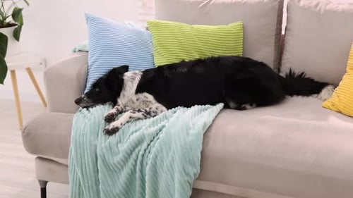 Wunderschöner Border Collie-Hund, der zu Hause auf einem weichen Sofa liegt. Kamera bewegt sich vorwärts