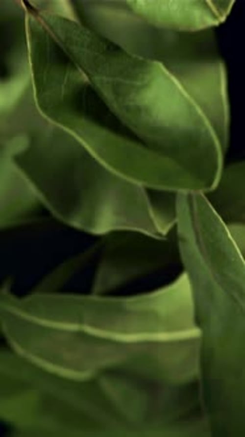 Bay Leaf Flies Up and Falls Filmed is Slow Motion 1000 Fps