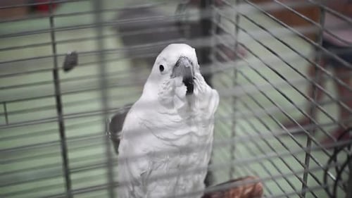 White Macaw Parrot sits in a cage and looks at the camera. Parrot close up