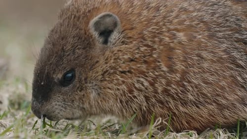 Slow Motion Of Marmot Sniffing Food On The Ground. - close up