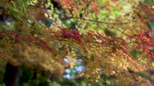 Japanese Maple Leaves Gently Blowing in the Wind