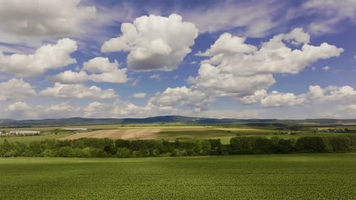 Aerial Cinematic Left to Right Movement Over Sunflower Field