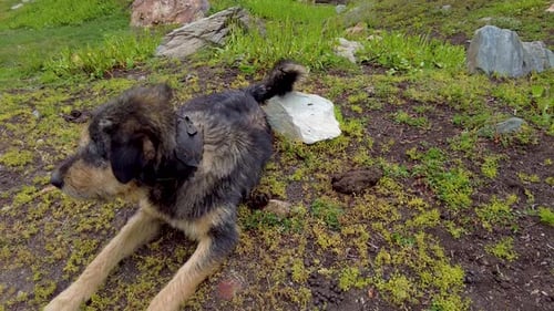 Ein Video von einem Hund auf der Klippe eines Berges inmitten der schönen Aussicht