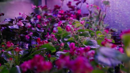 Cultiver des fleurs dans une ferme microverte. Flore de pélargonium colorée Couleurs vives et juteuses des plantes