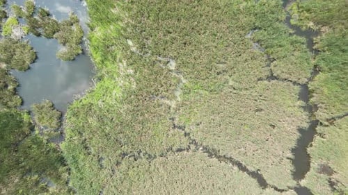 Drone top down pan over reeds in swamp marsh land at edge of forest with water reflecting cloudy sky