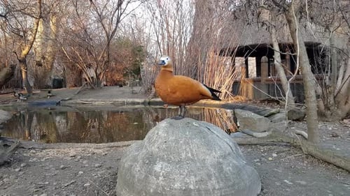 Apfelgarten mit roter Haube neben einem See voller Enten, Witwen und Apfelgärten