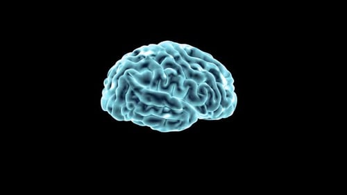 Human brain Anatomical Model 3D glossy brain rendering