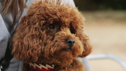Adorable Brown Dog Held in Someone's Arms