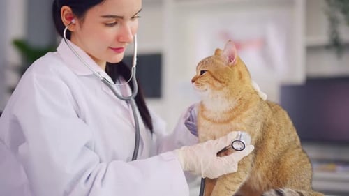 Asian veterinarian examine cat during appointment in veterinary clinic.