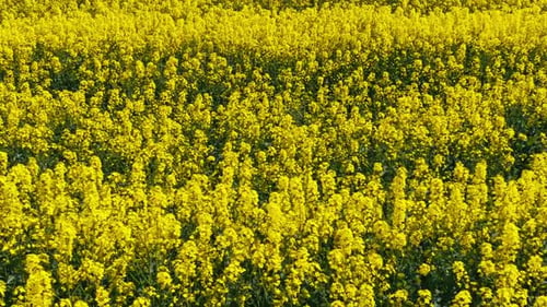 Blooming Rapeseed Field on a Sunny Day Flying Above Stunning Yellow Rape Fields in Spring Vegetable