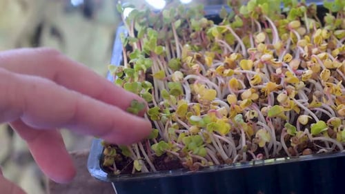 Close Up of Microgreens in Tray, Hand Inspection