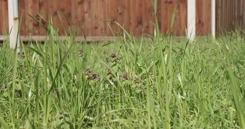 Green grass and purple wildflowers in front of red fence, sunny day, medium shot