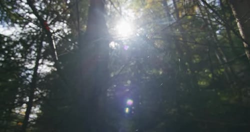 Spinnennetz, das im Sonnenlicht in einem Wald glitzert Die Komplexität der Natur und das Morgenlichtkonzept Makro