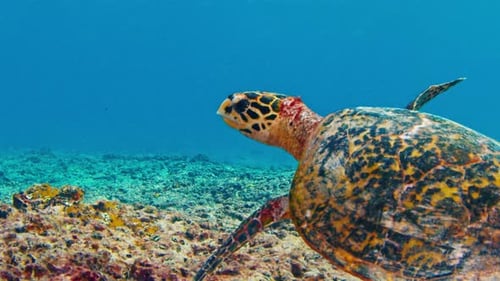 Turtle Swims on the Reef in the Maldives