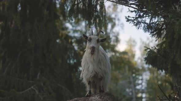 white mountain goat ruminating among coniferous trees, staring directly ...