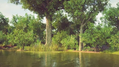 A Serene Forest Scene with Lush Greenery and a Calm Water Body at Midday