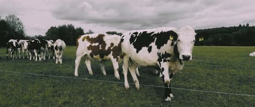 Cows Grazing Peacefully in Green Pasture