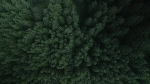 Green Pine Tree Coniferous Forest Aerial Top Down View Dramatic Nature Background Travel Destination