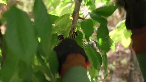 Close-up of harvesting cherries from the tree.