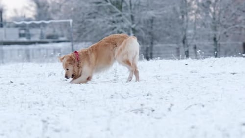 Dog Playing Fetch in the Winter Snow