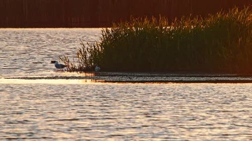 Black-Headed Gulls in Alde Faenen Netherlands at sunset golden hour