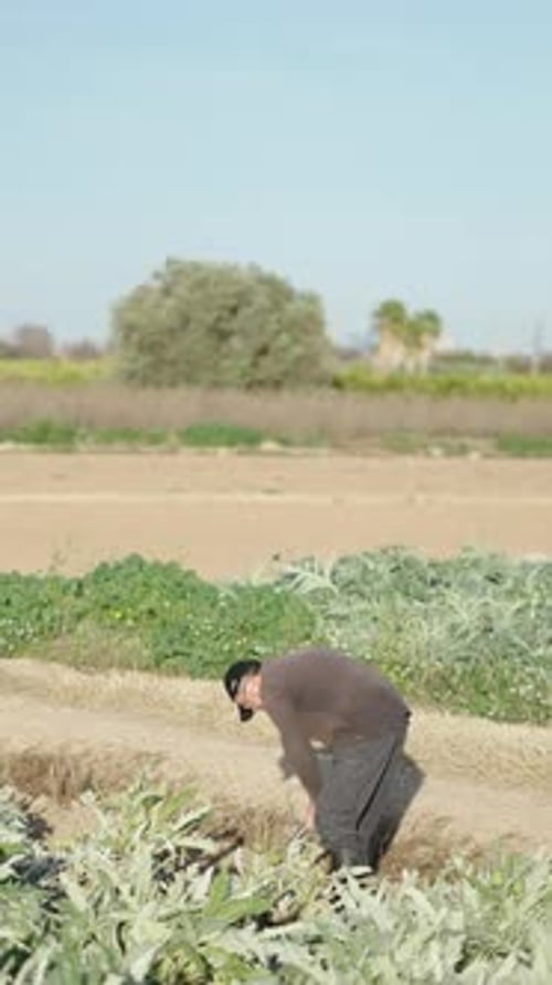 Homem de meia idade trabalhando na plantação de alcachofra com enxada