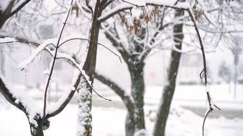Snowy Trees on Background of City in Snowfall in Winter Snowstorm Weather