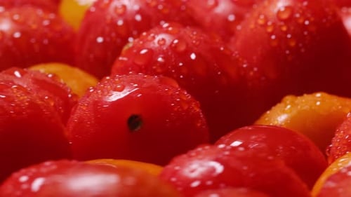Wet Red and Yellow Tomatoes Close Up