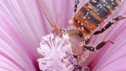 Bee covered in pollen collecting nectar from a vibrant pink flower, close-up shot