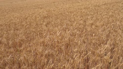 Moving through wheat ears in field. Media. Running through thick wheat field in summer