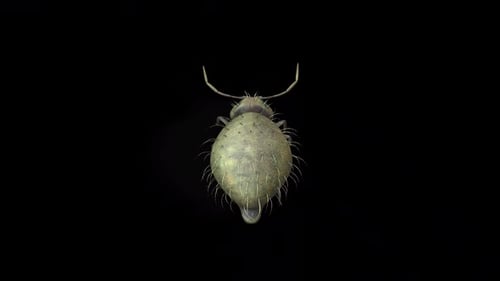 Detailed 3D Animated Microscopic Louse Bug Rotating Loop