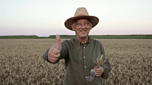 Senior farmer with hat standing in wheat field examining crop at sunset, showing thumbs up.