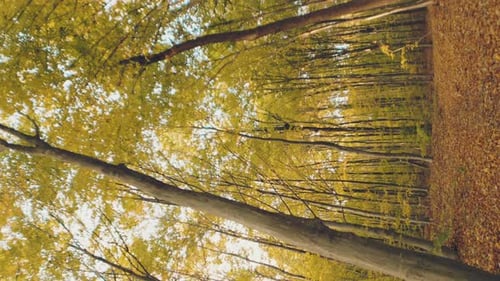 Vergilbter Herbstwald