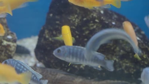 Bunte Fische schwimmen in einem hellen Aquarium
