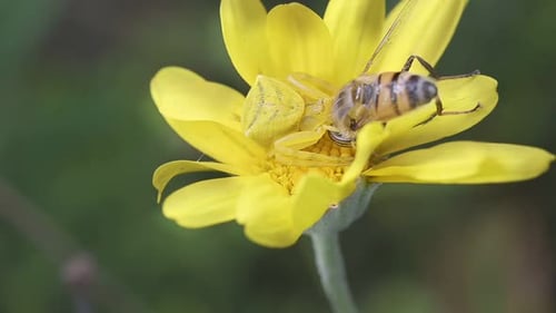 Krabbenspinne und Biene auf gelbem Gänseblümchen