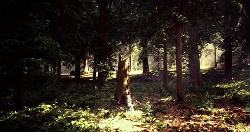 Sunlight Filtering Through Trees in a Tranquil Forest Setting