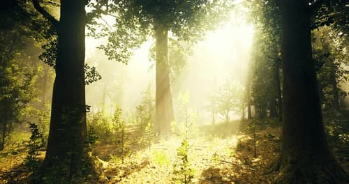 Sunlight Filters Through Trees in a Serene Forest During Midday