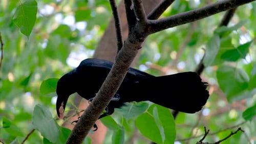 Thailand Jungle Crow Eating While Perched On A Branch