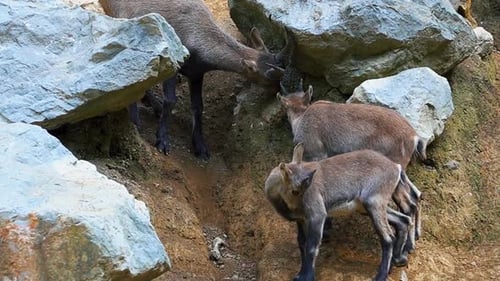 Breathtaking close-up footage of an group of baby alpine ibex gracefully playing and climbing on roc
