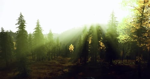 Clairière ensoleillée dans une forêt où de petits arbres se dressent avec des montagnes lointaines